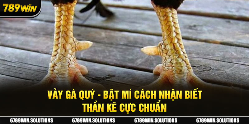 Vảy Gà Quý - Bật Mí Cách Nhận Biết Thần Kê Cực Chuẩn